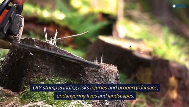 What Are The Risks Of Attempting Tree Stump Grinding In Edmonton Without Professional Help