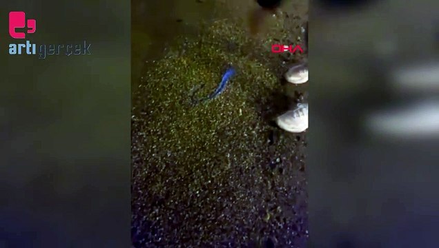 Mudanya sahilinde görülen mavi ışık, yakamoz çıktı