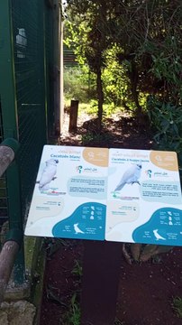 #oiseaux #animaux zoorabat oiseaux