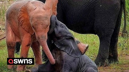 No, you are not impaired, this is a real pink elephant