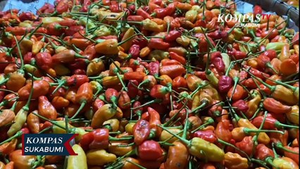 Jelang Ramadhan Harga Cabai Yang Melonjak Naik