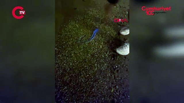 Mudanya sahilinde görülen mavi ışığın sırrı çözüldü