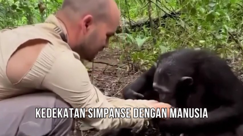 Kedekatan Simpanse Dengan Manusia