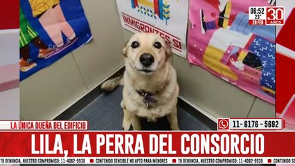 La emotiva historia de Lila, la perra que fue adoptada por todo un edificio de Villa Crespo