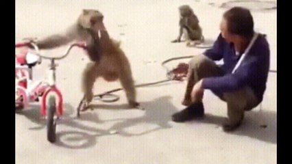 Funniest Monkey  -  cute and funny monkey videos (Copyright Free) Full HD