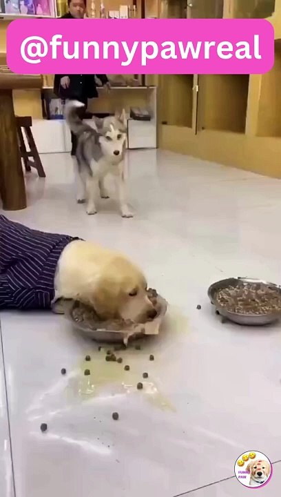 Funny Animal Videos 2023 - Funniest Cats And Dogs Video #shorts
