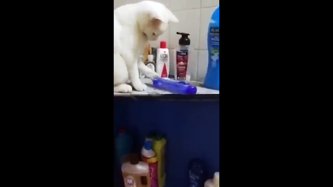 Funny animals -  Funny cats - dogs -  Funny animal videos 2023  - Part 6-Haypyy Pett_2