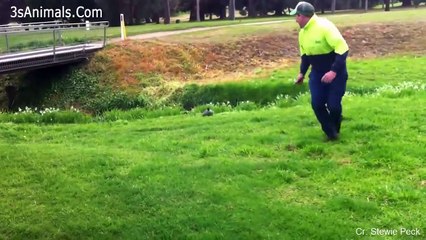 Funny Different Animals Chasing and Scaring People 2019