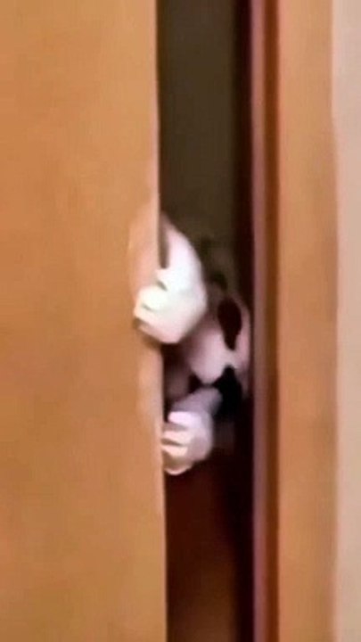 OPPSS BUSTED CAT ! - Funny Animal Videos #shorts