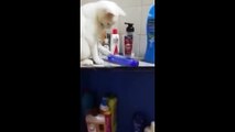 Funny animals -  Funny cats - dogs -  Funny animal videos 2023  - Part 6-Haypyy Pett