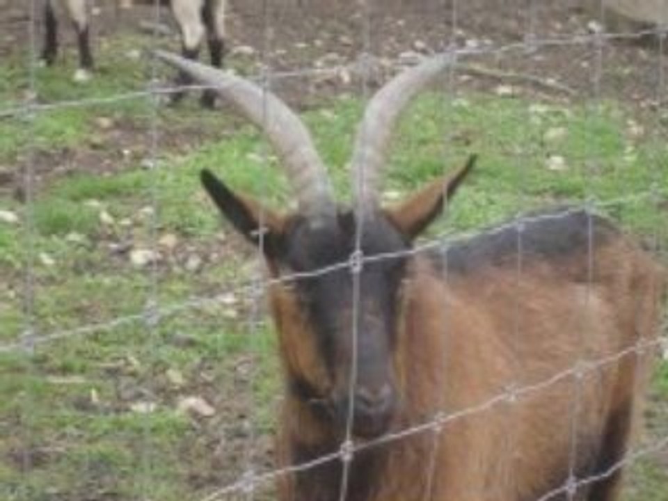 kiki o parc animalier