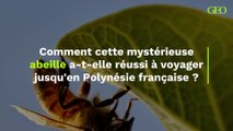 Comment cette mystérieuse abeille a-t-elle réussi à voyager jusqu'en Polynésie française ?