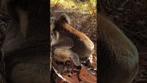 Em cena rara, coala macho é flagrado abraçando fêmea morta na Austrália #shorts