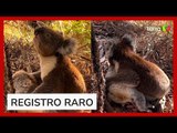 Em cena rara, coala macho é flagrado abraçando fêmea morta na Austrália