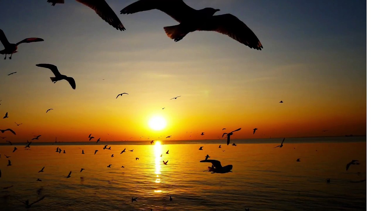 Birds