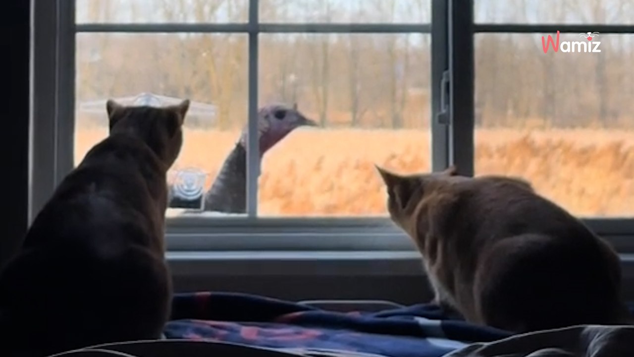 Ces chats qui ont pour habitude d'observer les oiseaux dans la mangeoire sont subjugués par un invité surprise (vidéo)