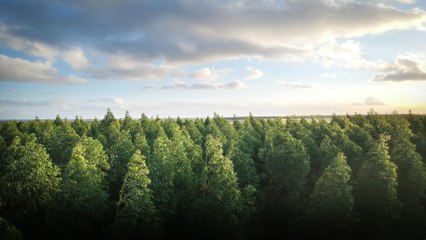 Hombre turco plantó millones de árboles en terreno árido