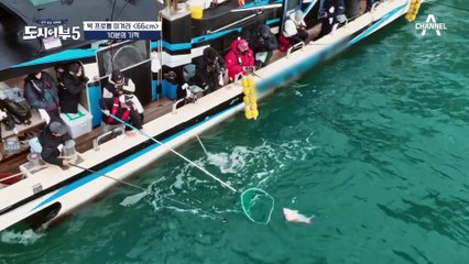 ((실화)) 끝날 때까지 끝난 게 아니다♨ 10분 남기고 나온 7짜 참돔♨♨