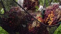 La apuesta de Fedepalma por capacitar y empoderar a los palmicultores en agricultura sostenible (1080p_60fps_H264-128kbit_AAC)