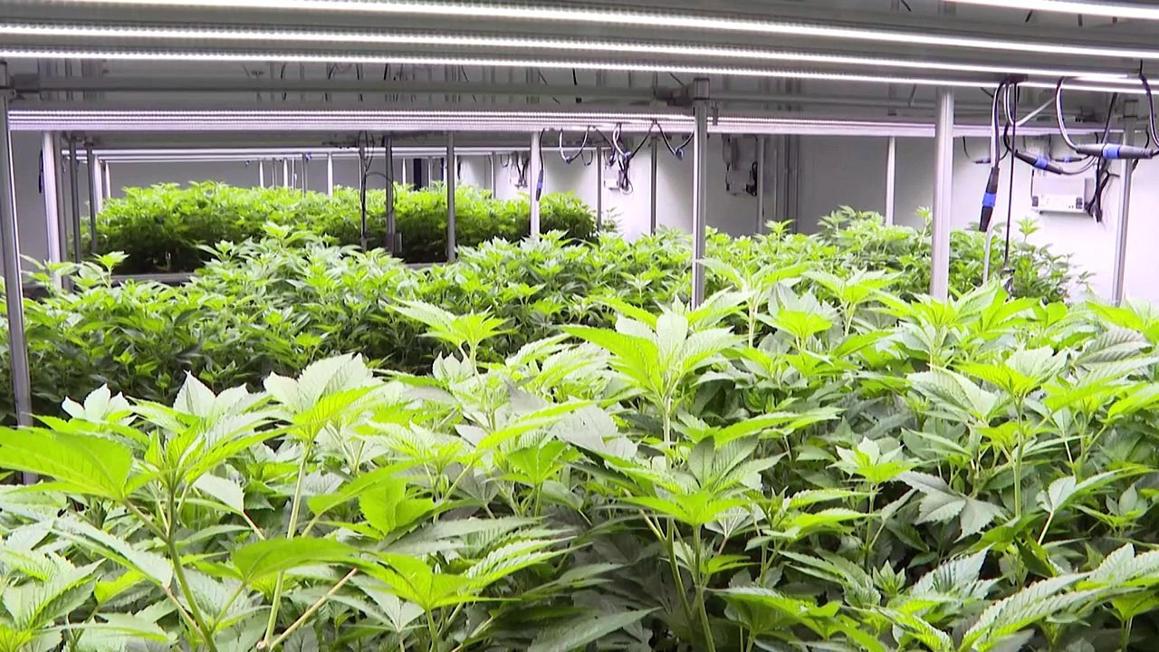 Länder wollen Inkrafttreten von Cannabis-Gesetz verzögern