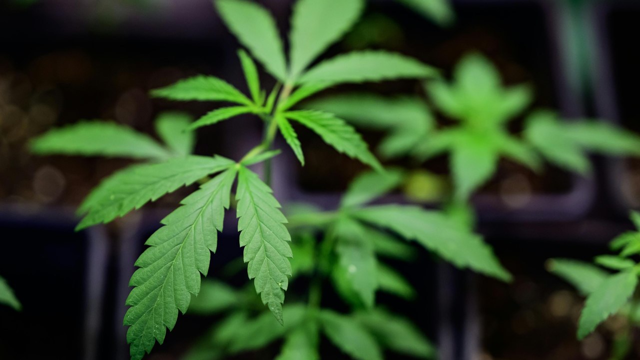 Länder wollen Inkrafttreten von Cannabis-Gesetz verzögern