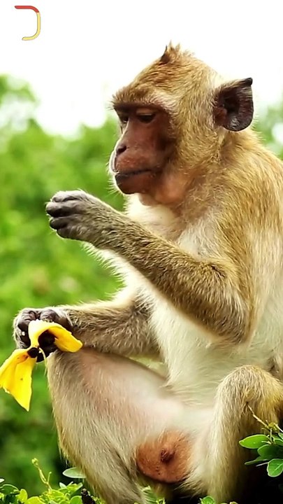 The Modern Monkey || Acharya Prashant