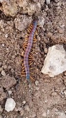 أم أربعة وأربعين-Centipedes -Chilopoda