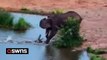 Angry crocodile lunges at elephants twice while they drink from waterhole