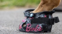 Shoe artist makes custom trainers and Crocs - for horses