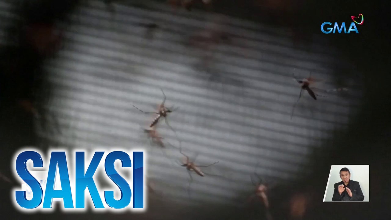 Mga lamok na genetically modified, pinakalat sa isang bayan sa Brazil bilang solusyon sa lumalalang kaso ng dengue | Saksi