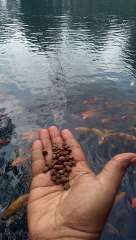 Memberi makan penunggu telaga biru