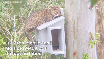 Un homme installe un nichoir pour hiboux et trouve un intrus à l’intérieur