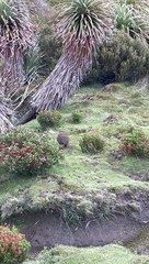 Baby Wombat Emerges From Burrow