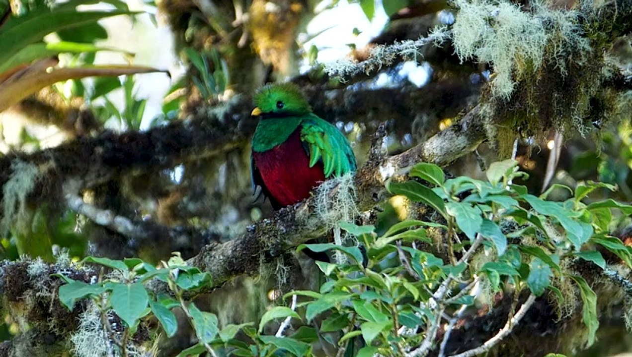 Pacifique, à la rencontre du Costa Rica (2021) - Bande annonce