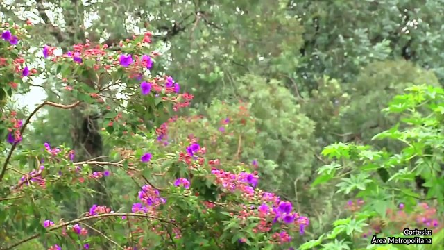 16-01-18 376 mil metros cuadrados se suman a la 376 mil metros cuadrados que se suman a la Reserva Natural de La Romera en Sabaneta