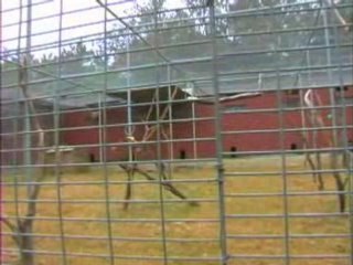 The Birds of Primarily Primates