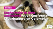 Sacha Inchi: la joya nutricional que transforma la agricultura en Colombia