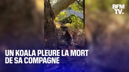 Un koala pleure la mort de sa compagne