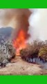 Aparecieron 4 cuerpos sin vida por Incendio Forestal en San Lucas Quiaviní, Tlacolula, Oaxaca
