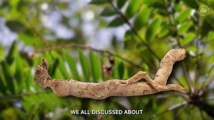 Is Tongkat Ali Safe? Revealing the Shocking Side Effects of Eurycoma Longifolia in Just 3 Minutes!