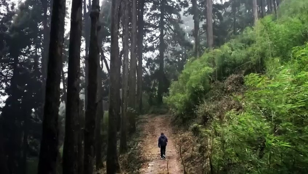 Walking in the jungle