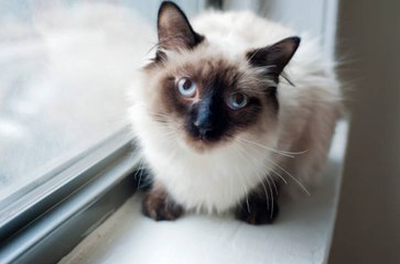 Why Does Your Cat Always Follow You Around?