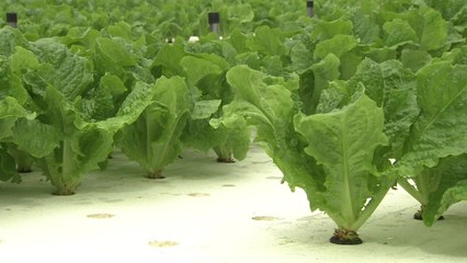 흙 없이 상추 재배...노동력 절감·생산력 증대 / YTN