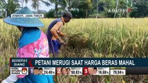 Petani Merugi saat Harga Beras Mahal, Masuknya Beras Impor jadi Salah Satu Faktor!
