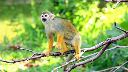 Educational Video - Zoo Animals - At the Zoo - English for Kids - Kids Vocabulary