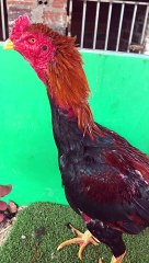 Tía Huyền Không: Bí Ẩn và Đặc Sắc