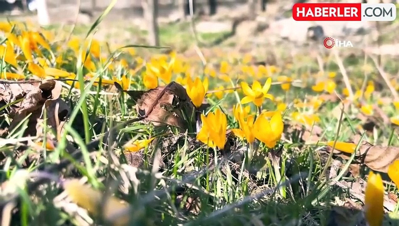 Baharın müjdecisi çiğdemler çiçek açtı, 12 bin yıllık siyez toprakla buluşturuldu