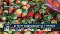 Berkenalan dengan Mayang, Distributor Stroberi di Banjarbaru yang Raup Cuan Jutaan Rupiah!