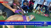 ‘Adopatón’ en Surco: más de 500 animales buscan un nuevo hogar