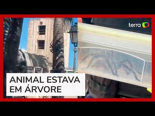 Aranha-caranguejeira é resgatada pela Guarda Civil em Salvador